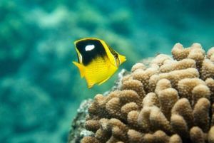 Maui: Molokini Express snorkeltur - 2 timer