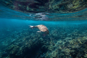 Maui: Molokini Schnorcheln und Leistungssegeln mit Mittagessen
