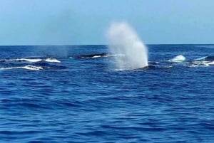 Maui: Molokini Snorkel and Whale Watching Tour - 2.5 hours