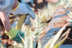Maui: Pineapple Planting Experience