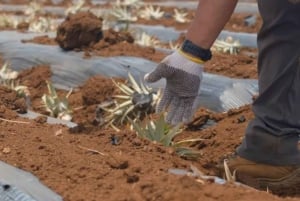 Maui: Pineapple Planting Experience