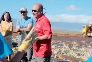 Maui: Pineapple Planting Experience