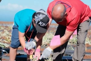 Maui: Pineapple Planting Experience