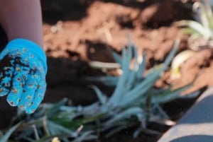 Maui: Pineapple Planting Experience