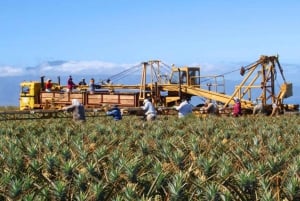 Maui: Pineapple Planting Experience