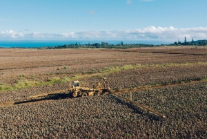 Maui: Pineapple Planting Experience