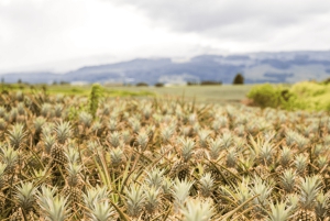 Maui Pineapple Tour: Farm and Feast Experience