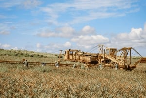 Maui Pineapple Tour: Farm and Feast Experience