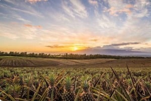 Maui Pineapple Tour: Farm and Feast Experience