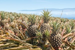 Maui Pineapple Tour: Farm and Feast Experience