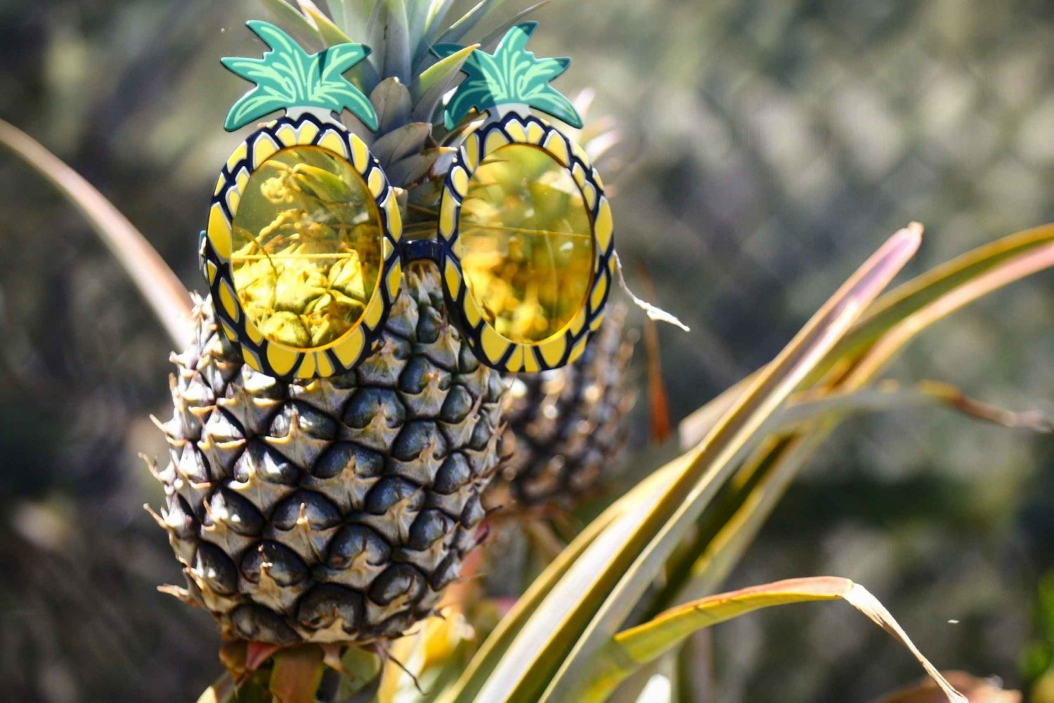 Hali'imaile: rundvisning på ananasfarm