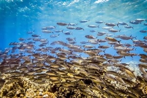 Maui: Cruzeiro com mergulho com snorkel e almoço com churrasco