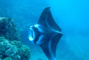 South Maui: Premium Turtle Town Kayak and Snorkel Tour