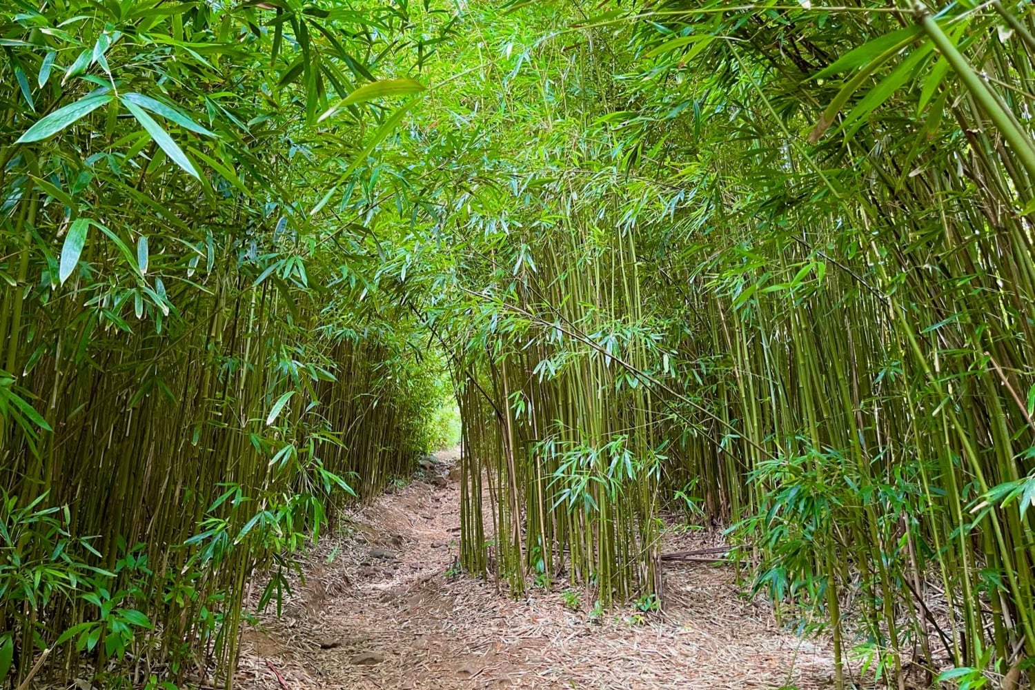 Maui: Excursión Privada Todo Incluido Camino a Hana con Recogida