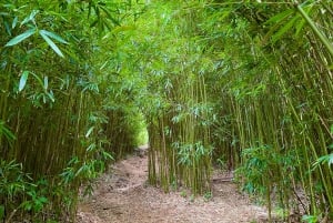 Maui: Excursión Privada Todo Incluido Camino a Hana con Recogida