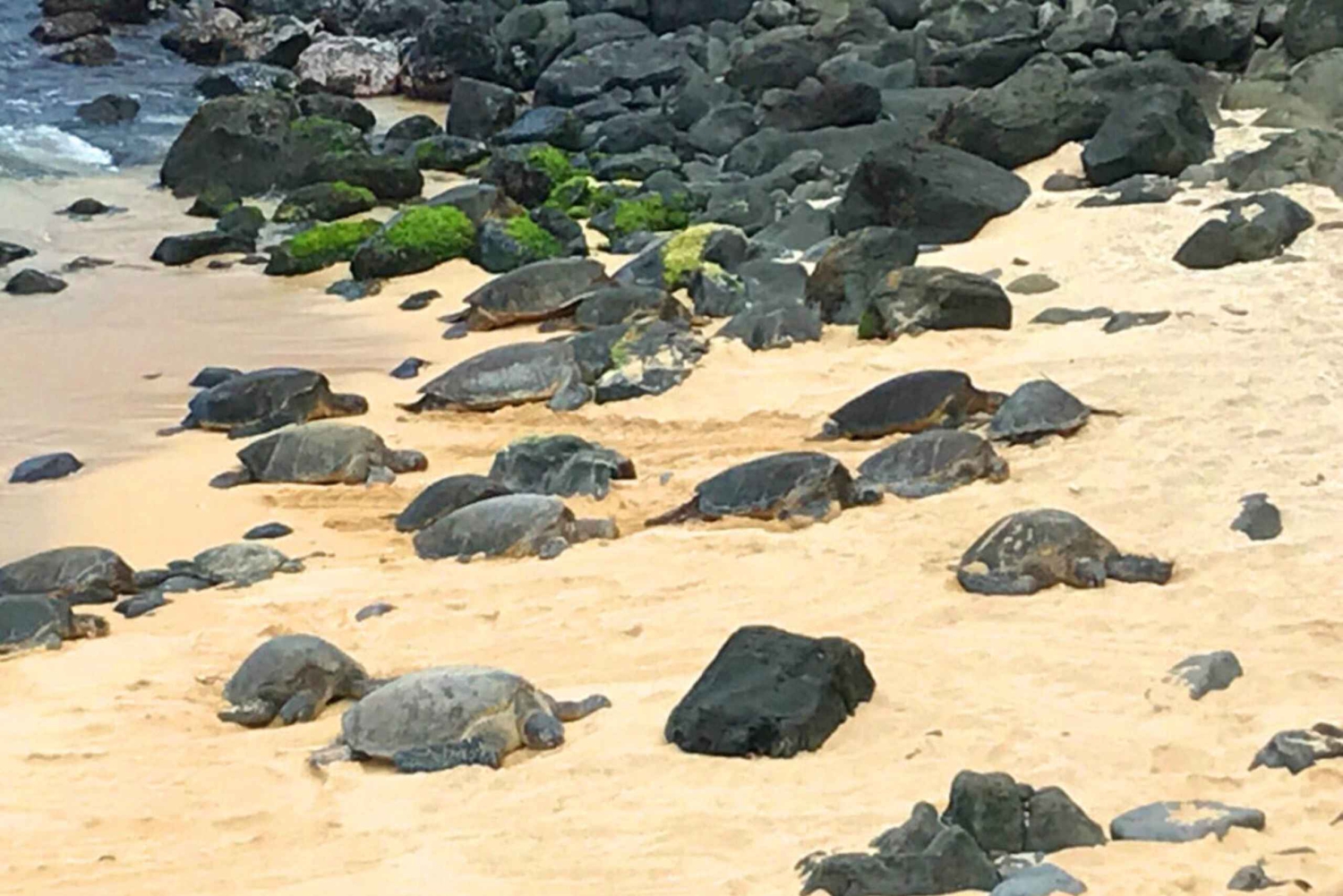 Maui: Tour privato di Halfway to Hana