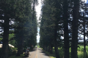 Maui: Private Road to Hana Day Trip - Just for your family