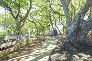 Maui: Privat tur till regnskogen och vattenfallen på Road to Hana