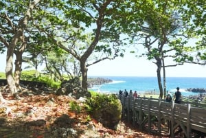 Maui: Privat tur till regnskogen och vattenfallen på Road to Hana