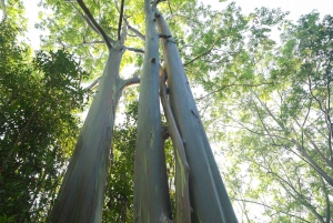 Maui: Private Road to Hana Rainforest and Waterfall Tour