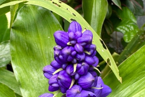 Maui: Road to Hana-tur med bilder og musikkvideo