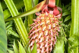 Maui: Road to Hana-tur med bilder og musikkvideo