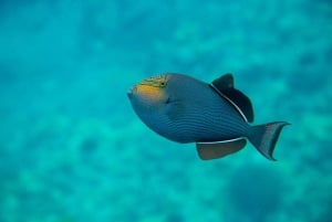 Maui: Cuevas marinas, esnórquel en Molokini y Ciudad de las Tortugas - 5,5 horas