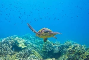 Maui: Cuevas marinas, esnórquel en Molokini y Ciudad de las Tortugas - 5,5 horas