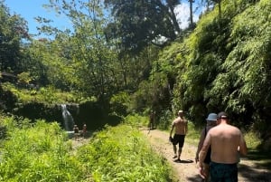 Maui: Halvdagsomvisning med havskilpadder, fossefall og Hana