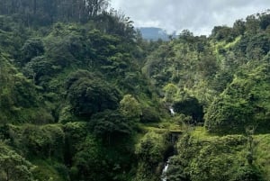 Maui zeeschildpadden en watervallen: dagtour Road to Hana