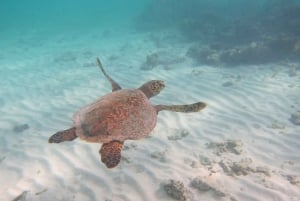 Maui: Półprywatna 2,5-godzinna wycieczka Eco-Raft Turtle Snorkel Tour