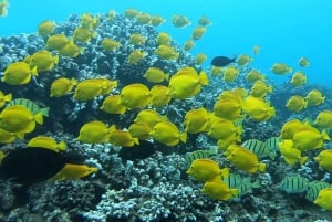 Maui: Półprywatna 2,5-godzinna wycieczka Eco-Raft Turtle Snorkel Tour