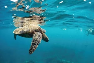 Maui Excursión semiprivada de 2,5 horas con esnórquel en tortuga de balsa ecológica