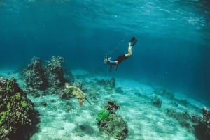 Maui: Tour privato di 2,5 ore con snorkeling delle tartarughe ecologiche