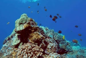 Maui : Visite semi-privée de 2,5 heures de plongée en apnée avec des tortues sur l'éco radeau