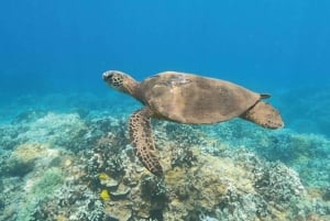 Maui: Halvprivat 2,5 timmars snorkeltur med ekologisk sköldpadda