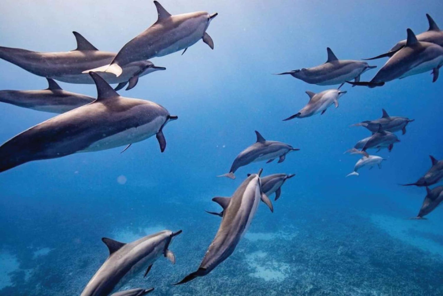 Maui: Halvprivat Eco-Raft Lanai snorkle- og delfintur