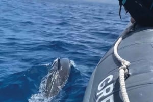 マウイ島：セミプライベート エコ ラフティング ラナイ シュノーケル & ドルフィン ツアー