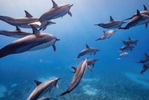 Maui: Halvprivat Eco-Raft Lanai snorkle- og delfintur