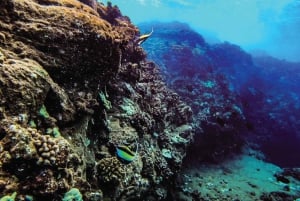 Maui: Halvprivat Eco-Raft Lanai snorkle- og delfintur