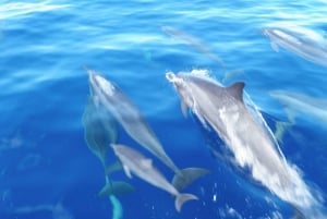 Maui: Halvprivat Eco-Raft Lanai snorkle- og delfintur