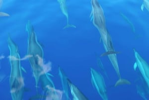 Maui: Halvprivat Eco-Raft Lanai snorkle- og delfintur