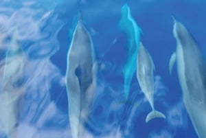 Maui: Halvprivat Eco-Raft Lanai snorkle- og delfintur