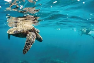 Maui: Halvprivat Eco-Raft Lanai snorkle- og delfintur