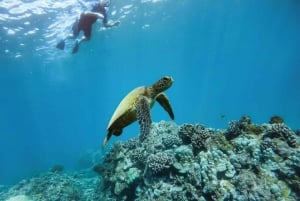 Maui: Halvprivat Eco-Raft Lanai snorkle- og delfintur