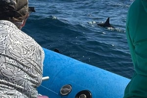 Maui: Halvprivat Eco-Raft Lanai snorkle- og delfintur