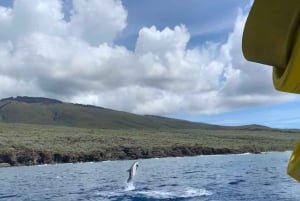 Maui: Halvprivat Eco-Raft Lanai snorkle- og delfintur