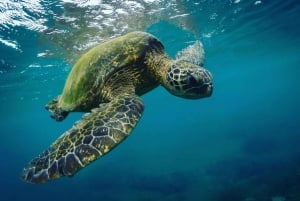 Maui : Visite semi-privée de l'Eco-Raft Lanai avec plongée en apnée et observation des dauphins