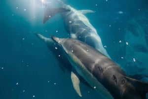 Maui : Visite semi-privée de l'Eco-Raft Lanai avec plongée en apnée et observation des dauphins