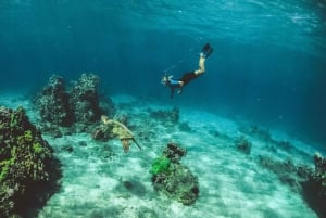 Maui : Visite semi-privée de l'Eco-Raft Lanai avec plongée en apnée et observation des dauphins